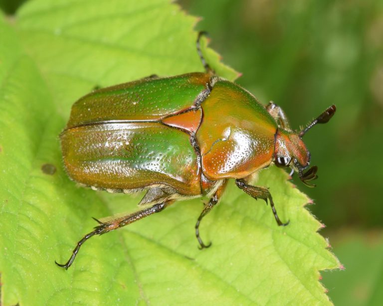 10 Types of Beetles in Tennessee (With Pictures)