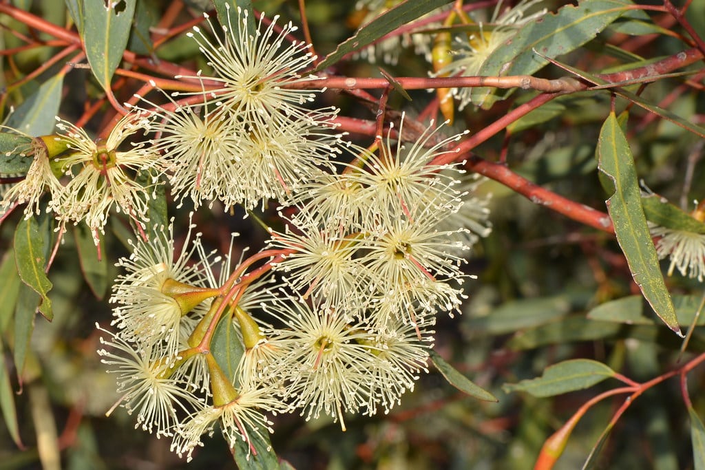 Eucalyptus - Plants That Repel Rats