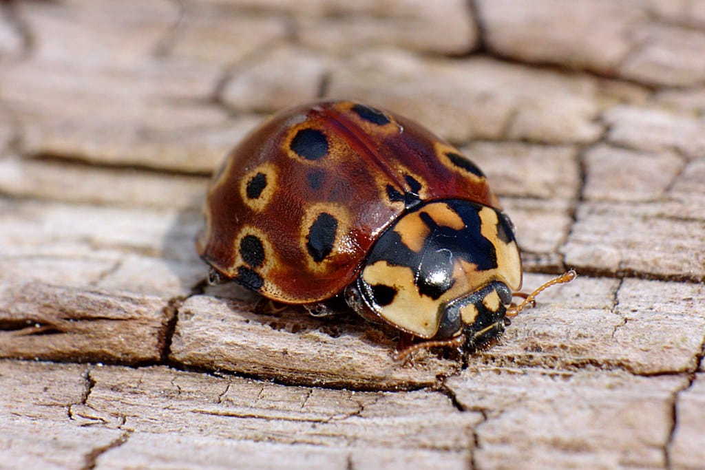 Eye-spotted Lady Beetle