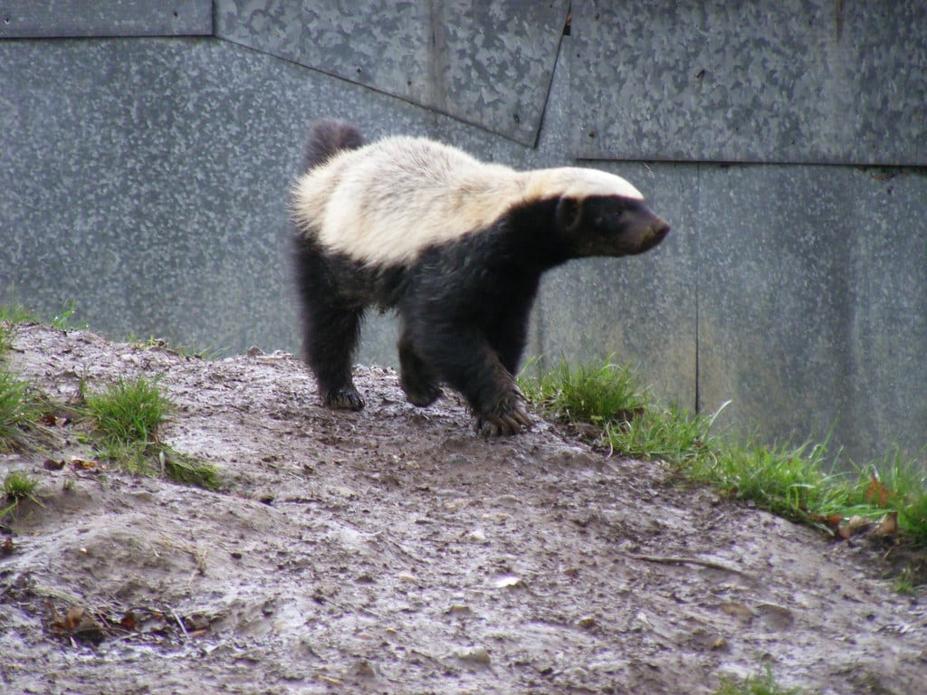 Facts About Honey Badgers