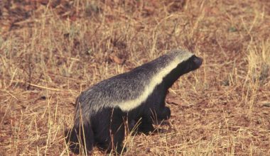 Facts About Honey Badgers