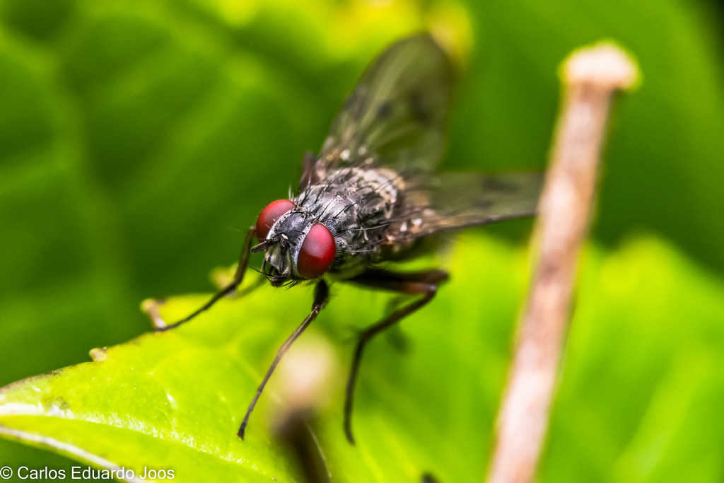 Flesh Fly 