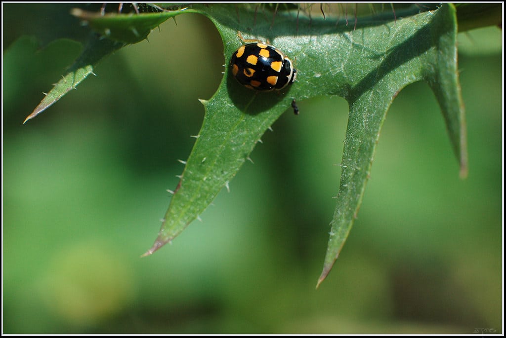 Fourteen-spotted Ladybird Beetle