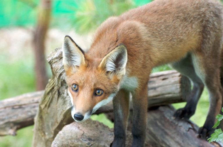 25 Animals That Eat Carrion