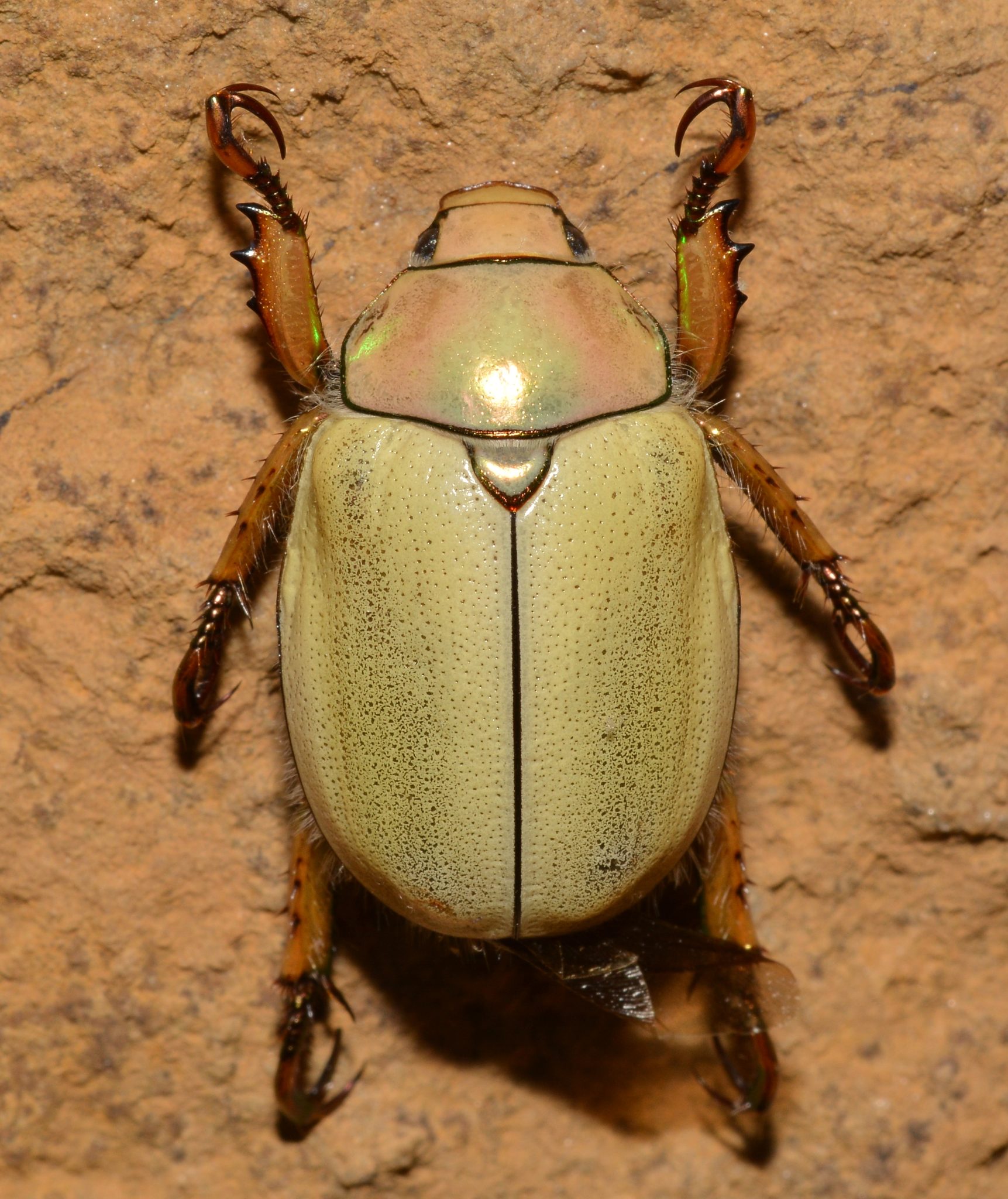 10 Types of Beetles in Tennessee (With Pictures)