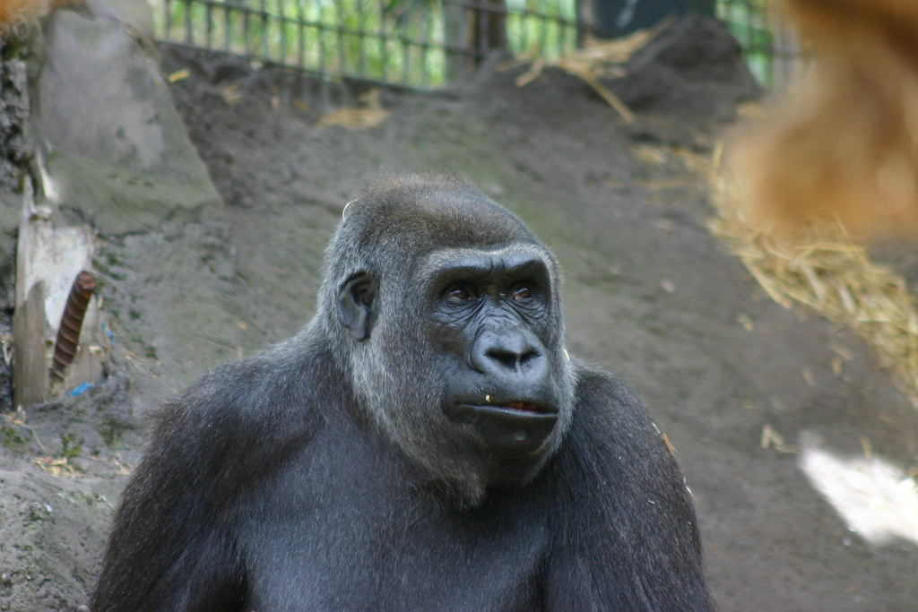 Gorillas - animals with fangs