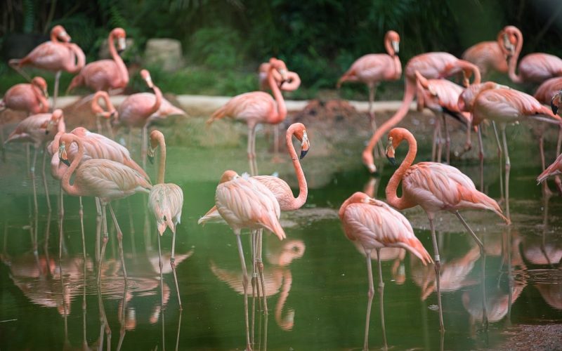 How Many Types of Flamingos Are There