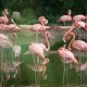 How Many Types of Flamingos Are There