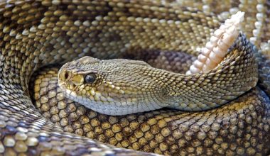 How Many Types of Rattlesnakes Are There