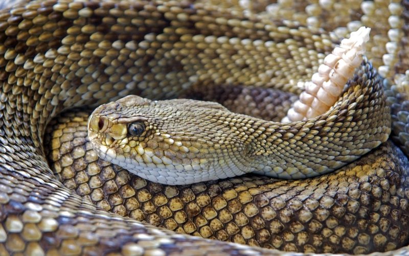 How Many Types of Rattlesnakes Are There