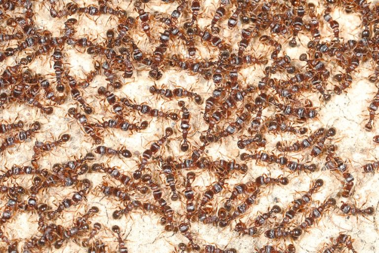 23 Types of Ants in Pennsylvania