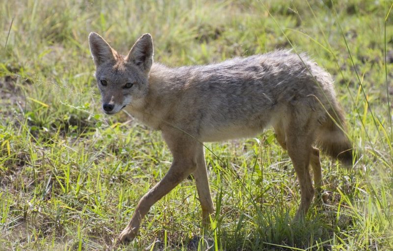 25 Animals That Eat Carrion