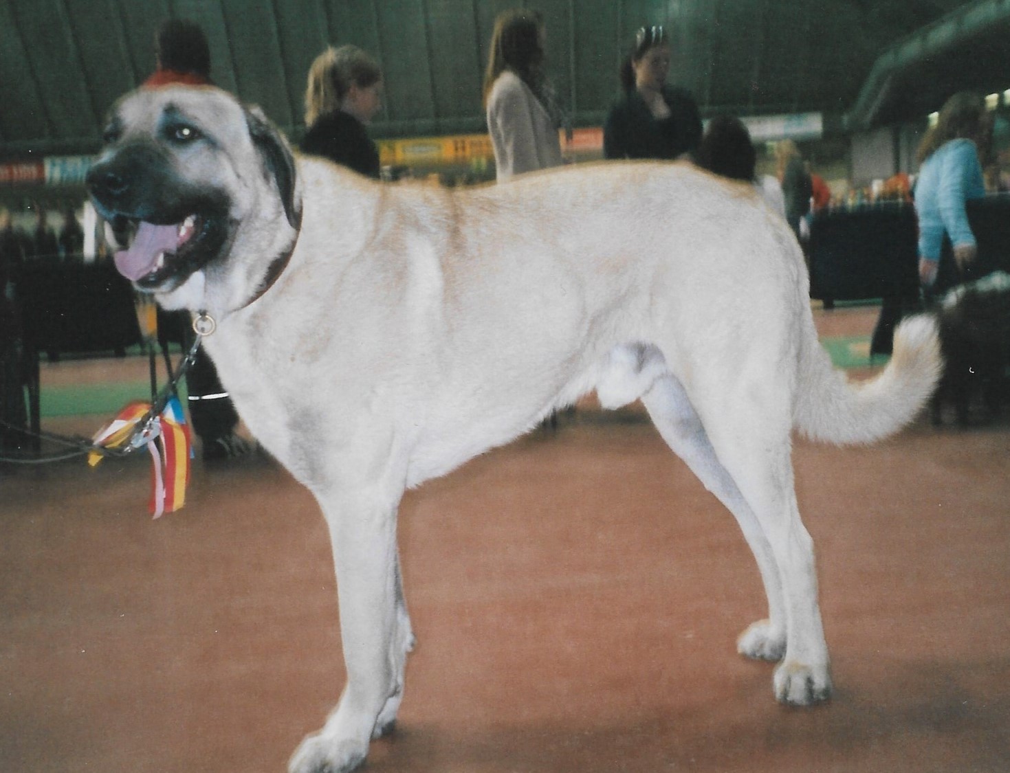 21 Dog Breeds With The Strongest Bite Force With Psi 21 Dog Breeds With The Strongest Bite Force With Psi