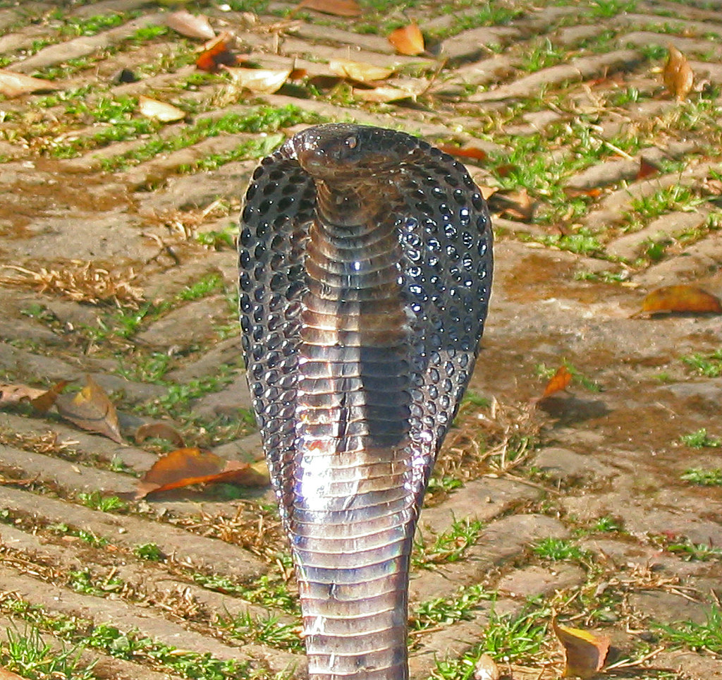 King Cobra