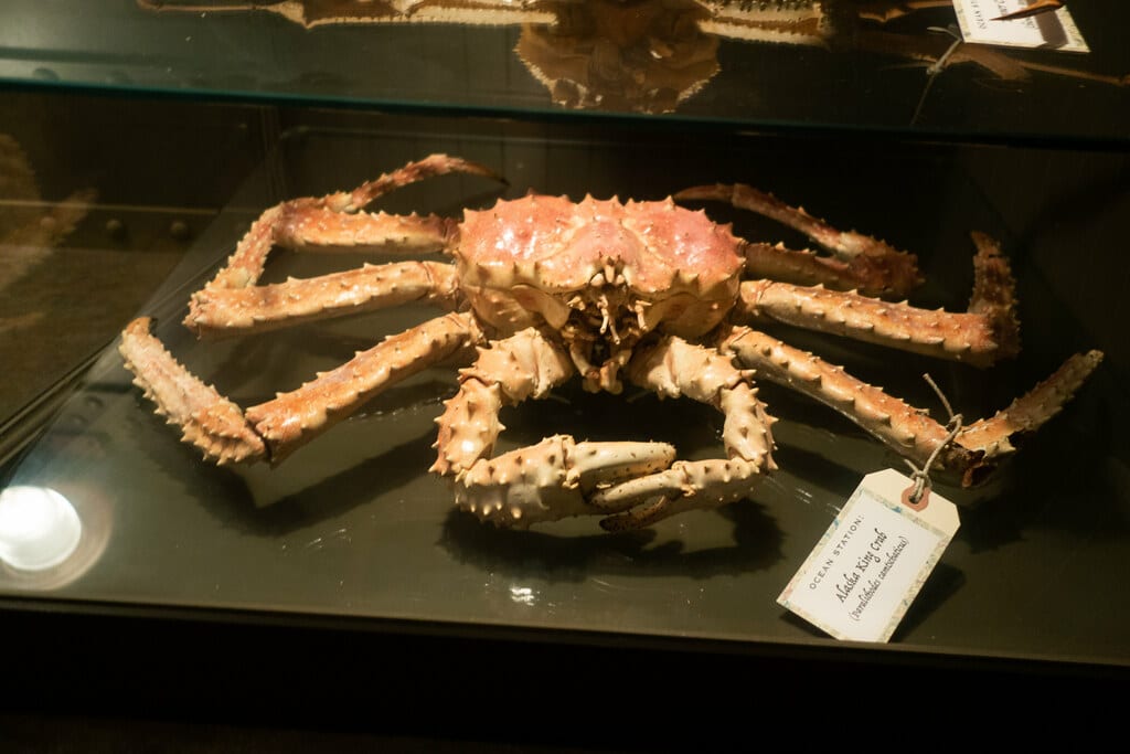 King Crab 