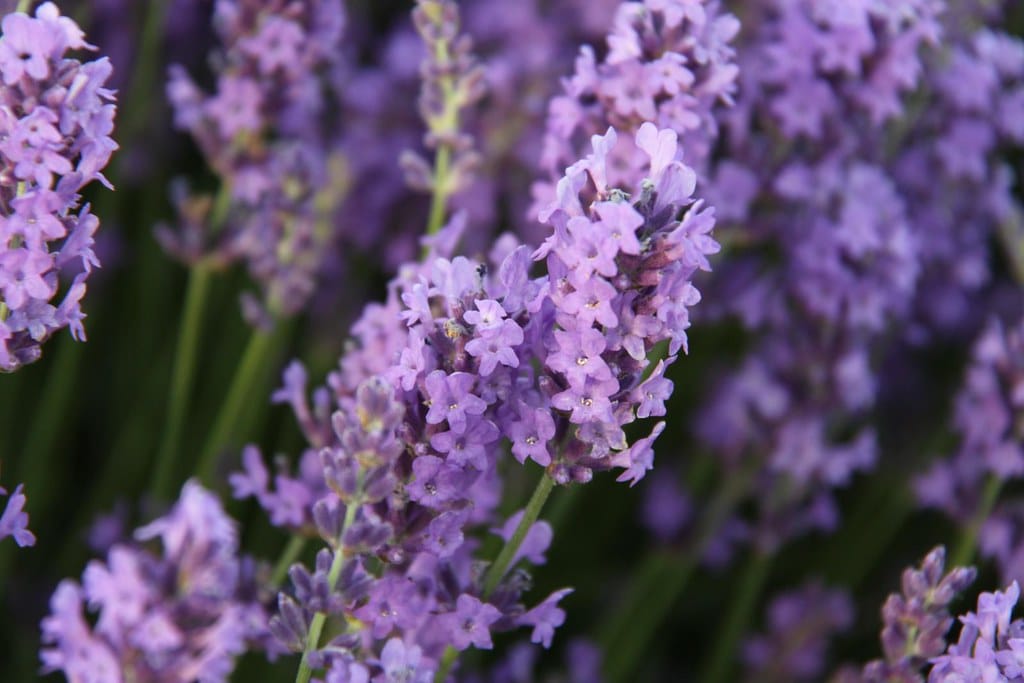 Lavender - Plants That Repel Rats