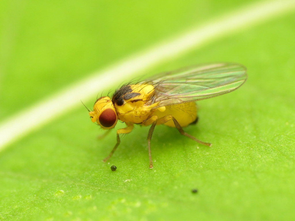 Leaf Miner Fly 