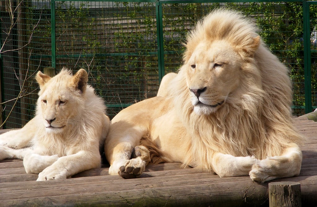 Lions - Animals That Eat Carrion