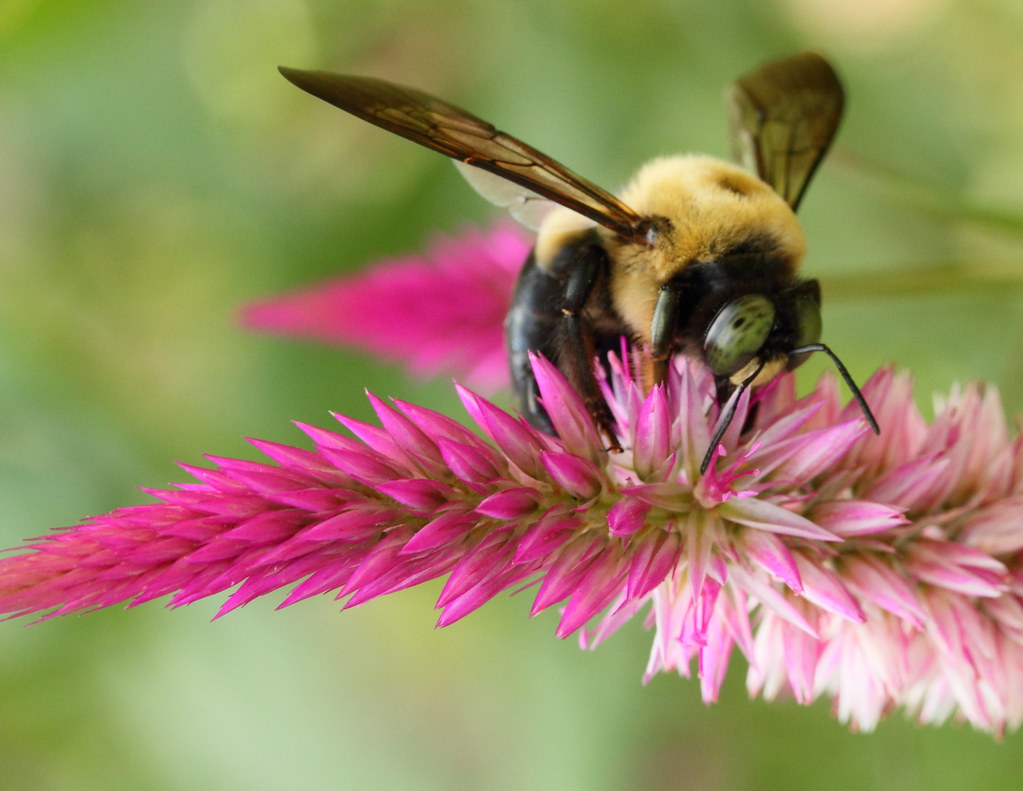 Long-horned Bees
