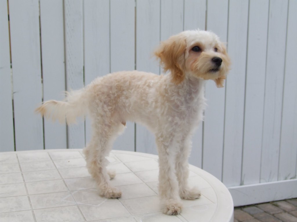 Maltipoo