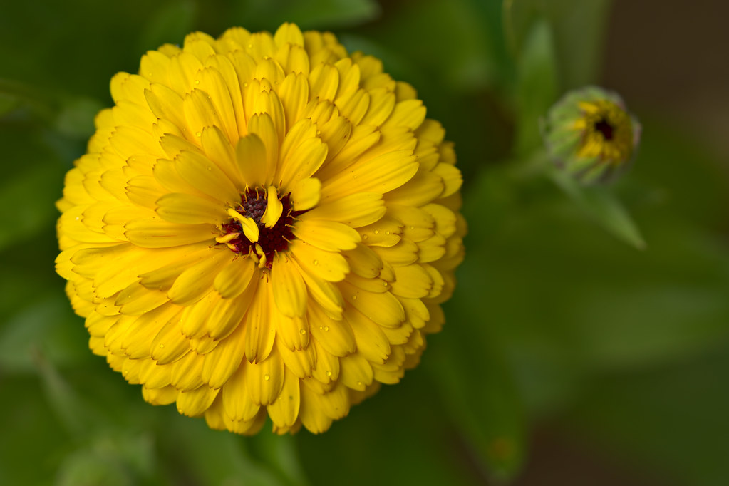 Marigolds