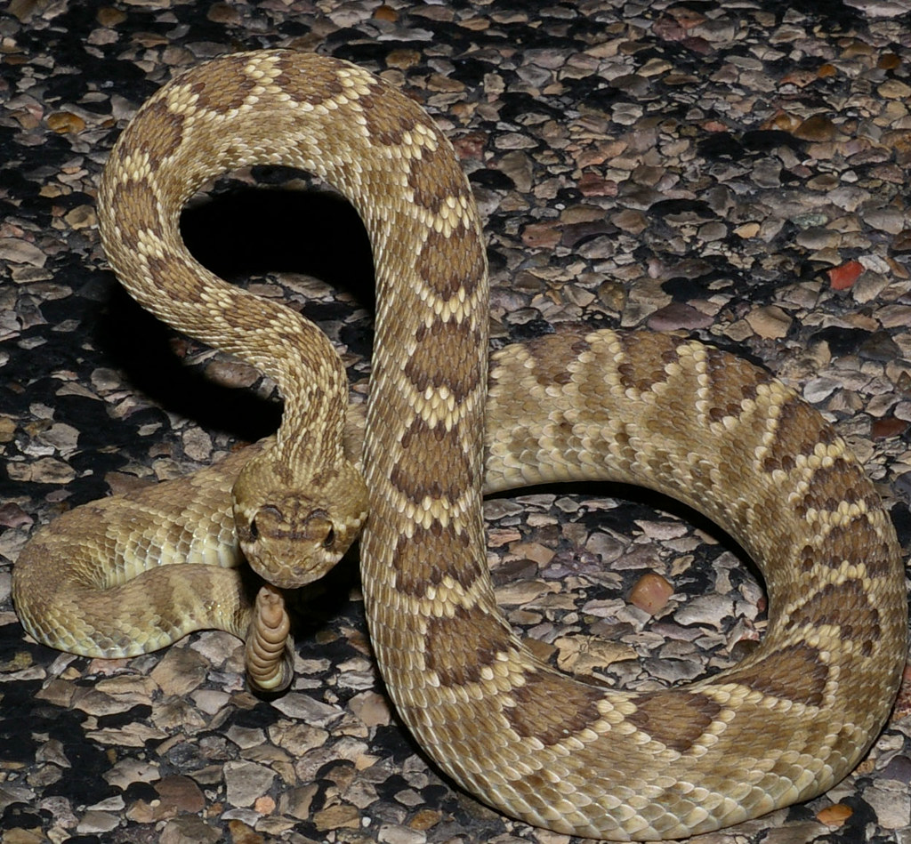 Mojave Rattlesnake - Different Snakes in California