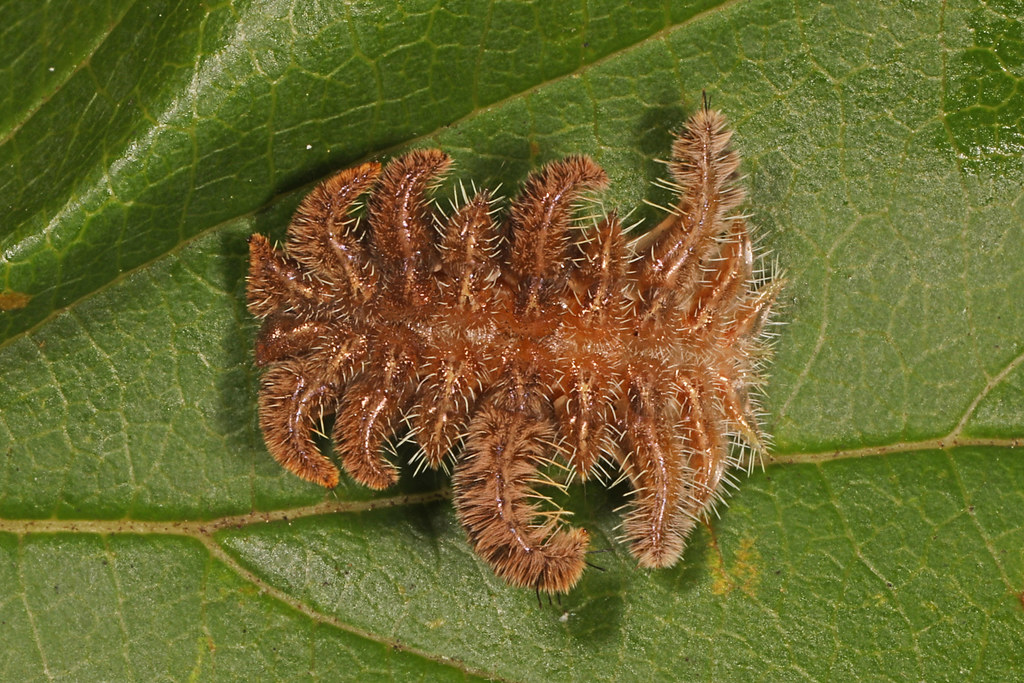 Monkey Slug Caterpillar - Brown Types of Caterpillars