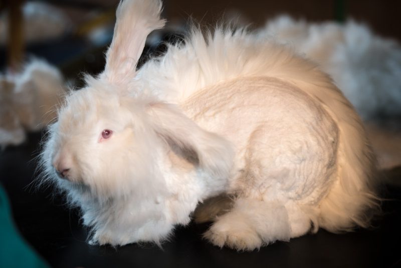 6 Hypoallergenic Rabbit Breeds