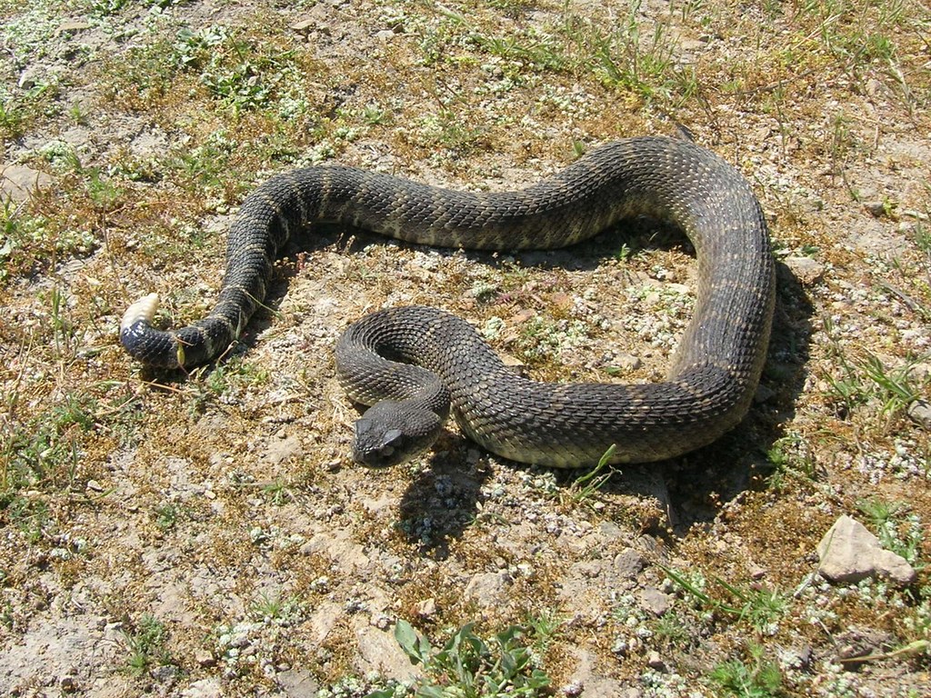 Northern Pacific Rattlesnake