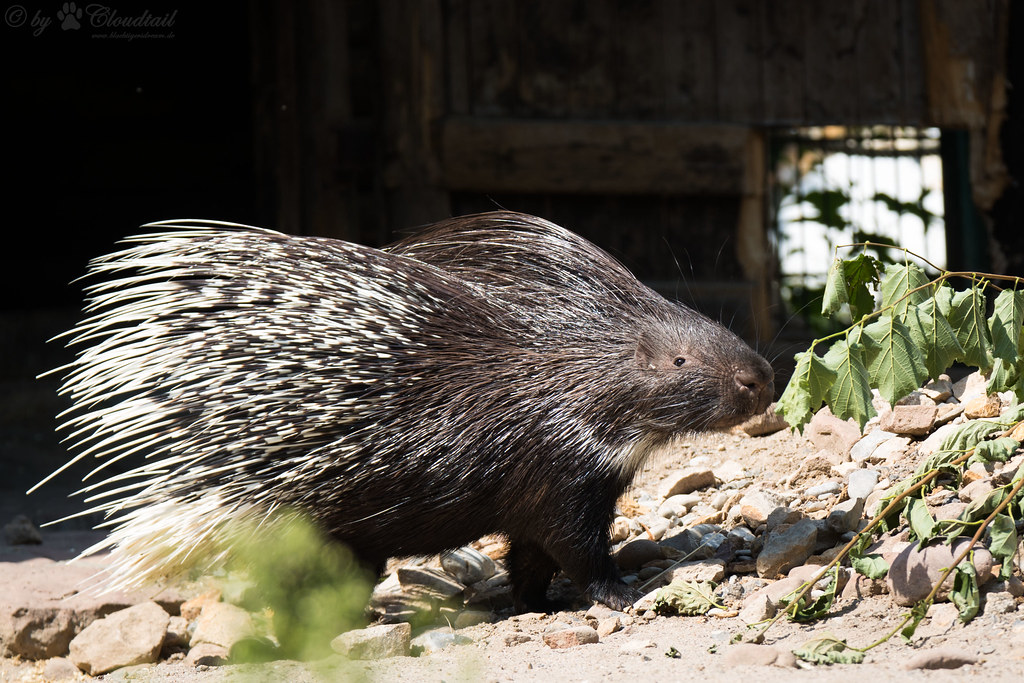 Old World Porcupines - Animals With Spikes