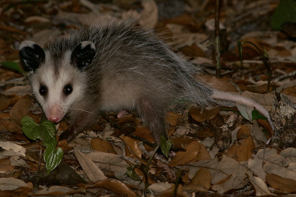 Opossums - animals with fangs