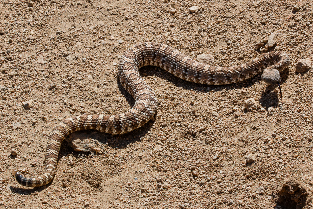 Panamint Rattlesnake - Different Snakes in California