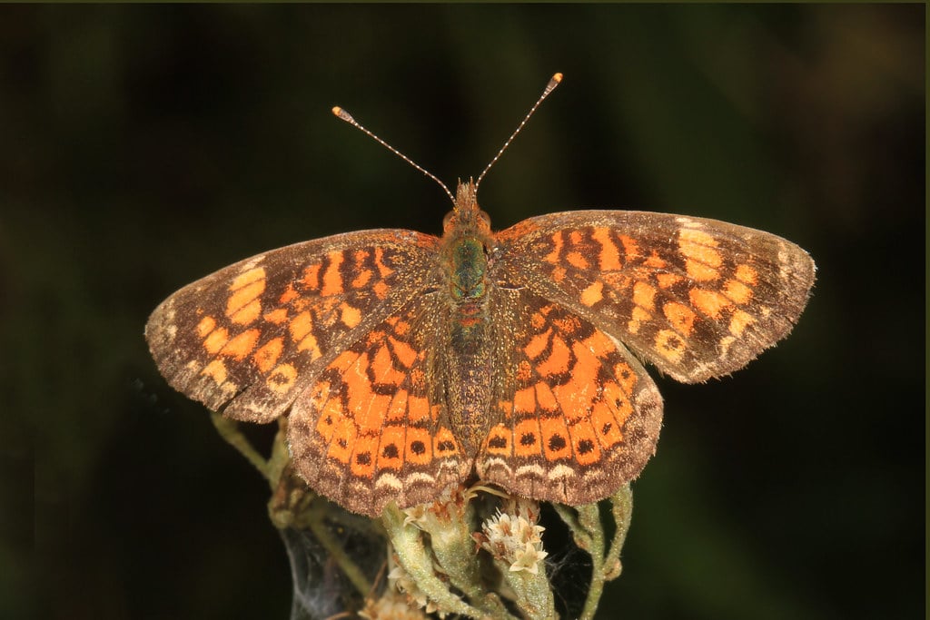 17 Types of Butterflies in Canada (With Pictures)