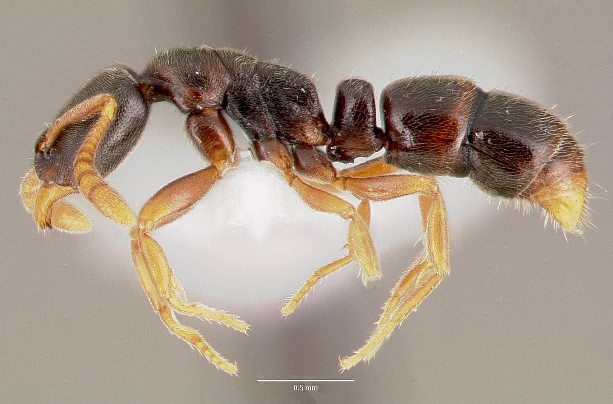 Pennsylvania Hunter Ant