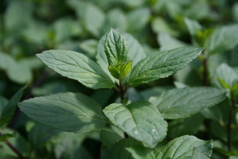 Do Squirrels Like Mint Plants