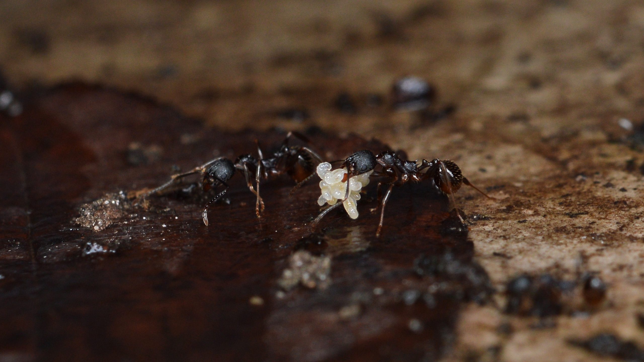 Pitch-Black Collared Ant