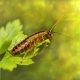 Plants That Repel Roaches