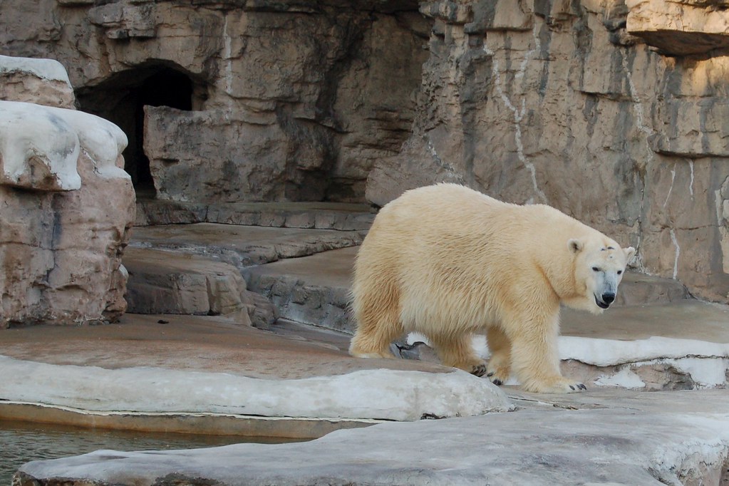 Polar Bear - Animals With Big Teeth