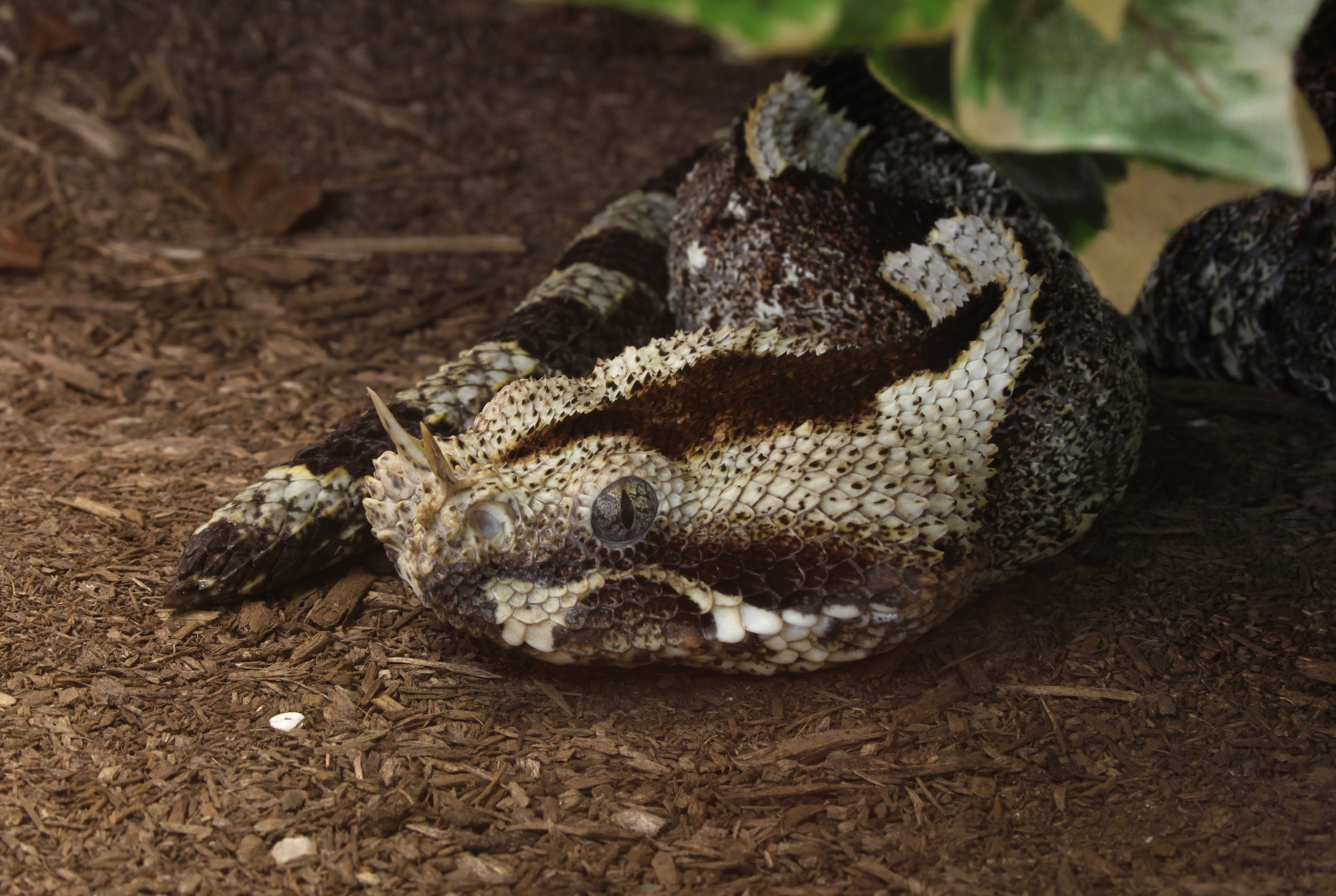 Rhinoceros Viper