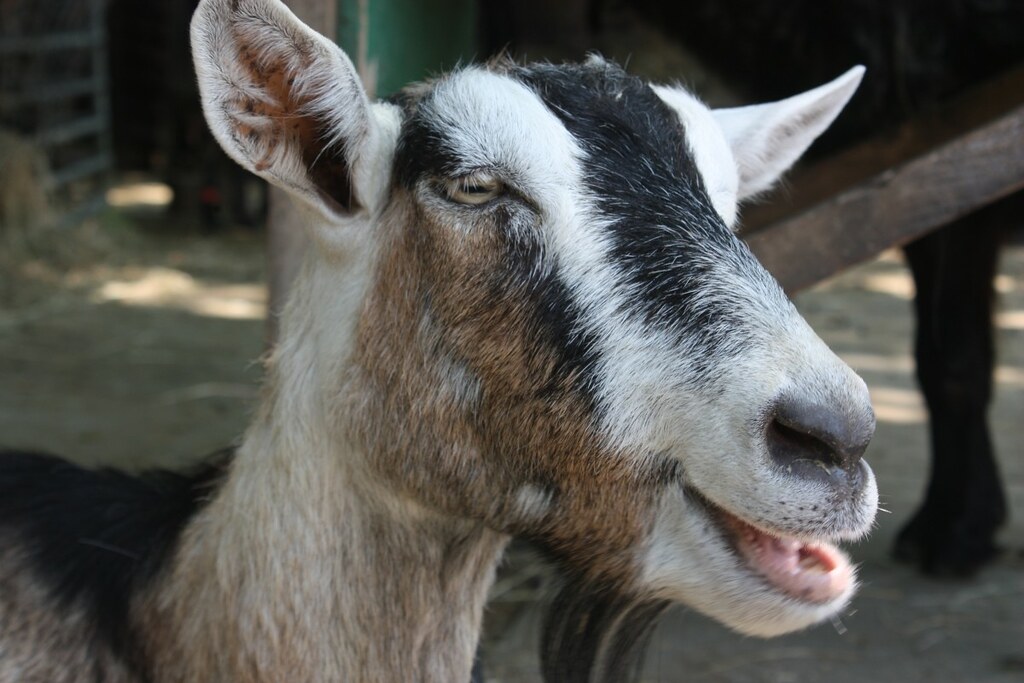 Saanen Goats - Small Goat Breeds 