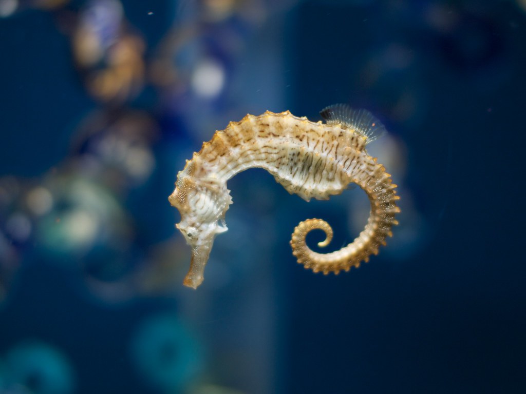 Seahorse - Animals With Pouches