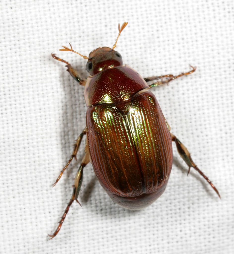 Shining Leaf Chafer Beetle