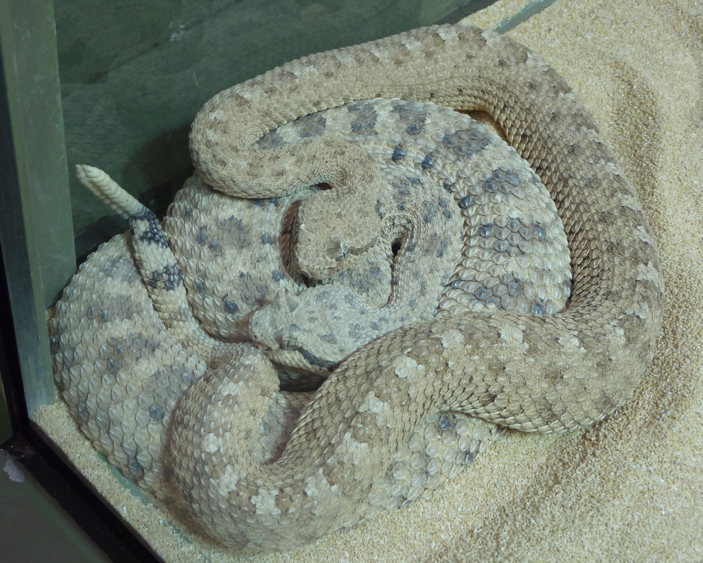 Sidewinder Rattlesnake