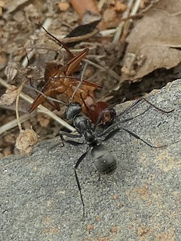 Silky Ant