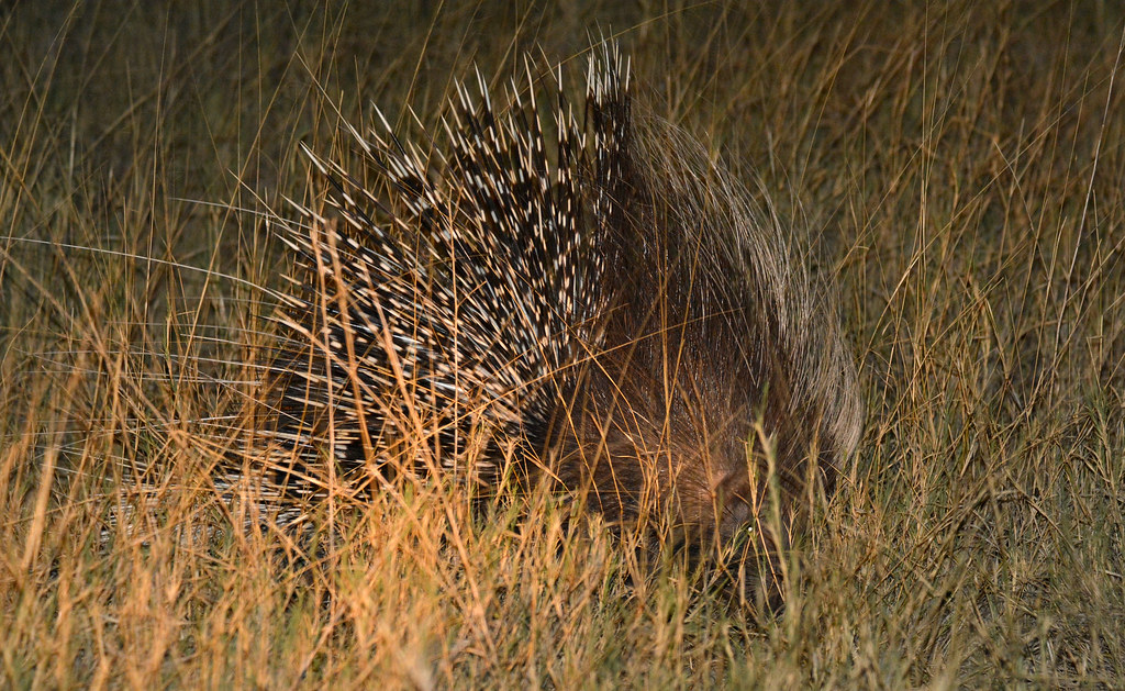 South African Porcupine