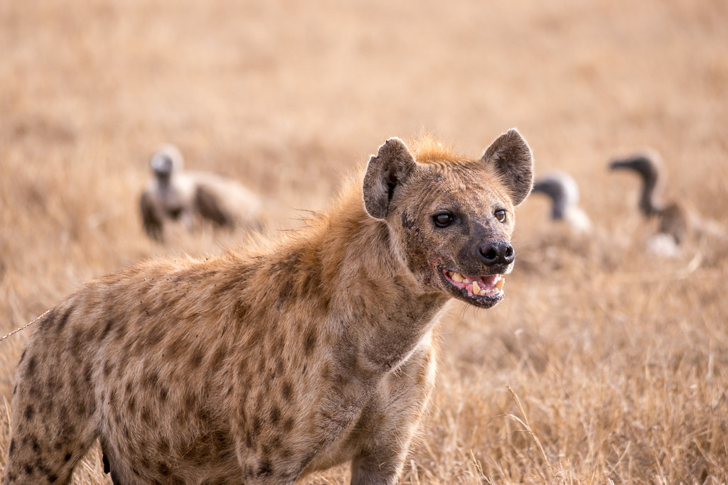 Spotted Hyena - Animals With Spots
