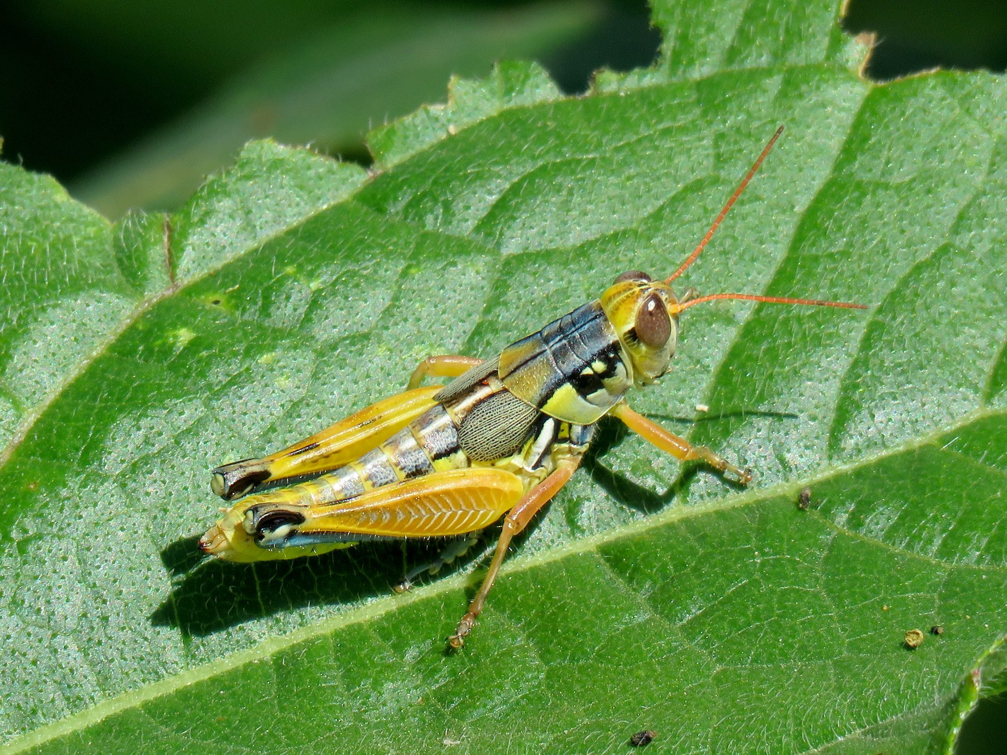 9 Different Types of Grasshoppers (With Pictures)