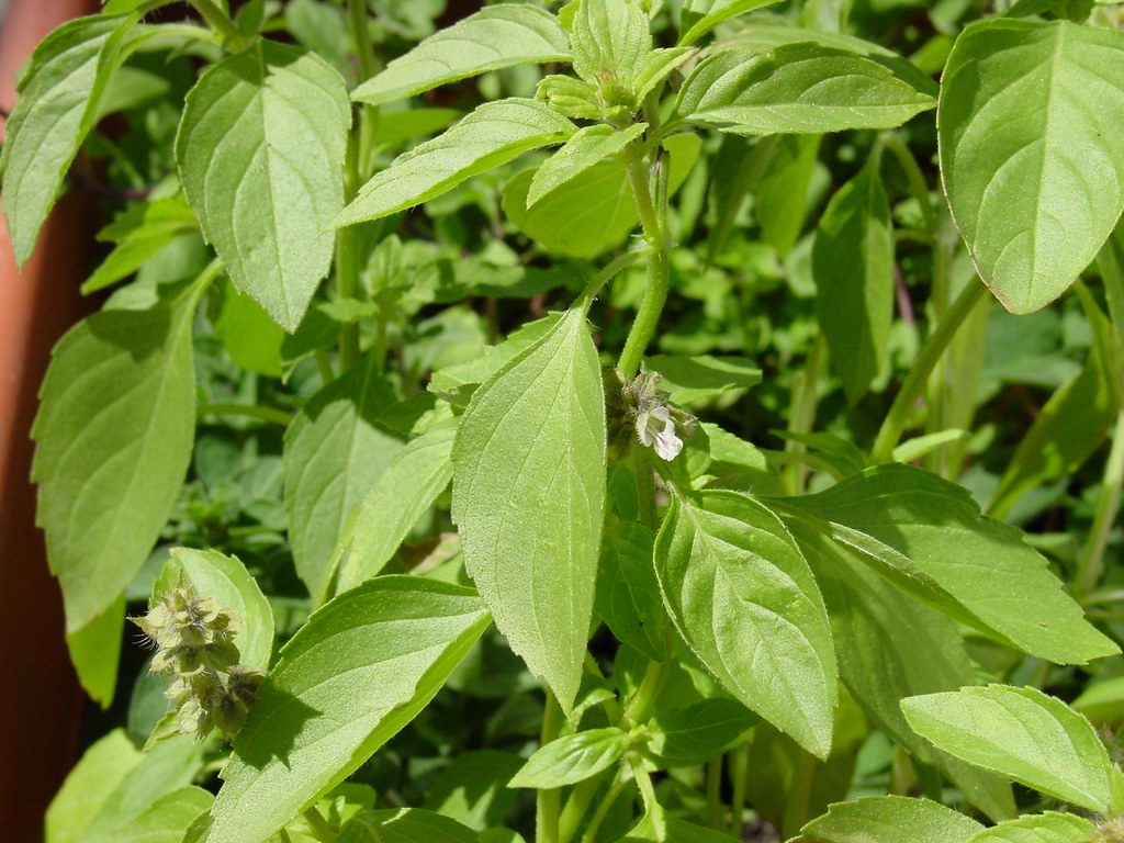 Sweet Basil - Plants That Repel Frogs