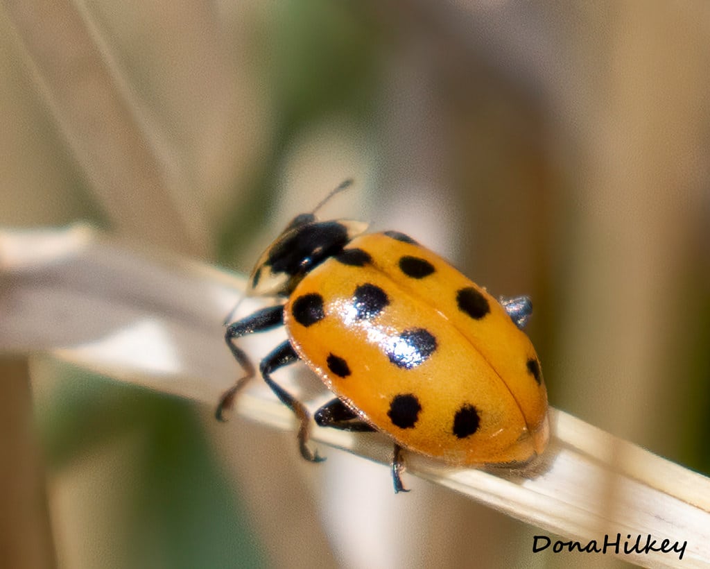 Thirteen-spotted Lady Beetle