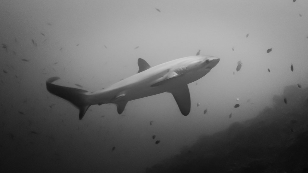 Thresher Shark - Fish With Big Eyes